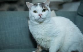 National Cat of the Year Theo