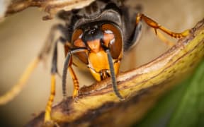 An Asian Giant Hornet from Japan, also known as a murder hornet, is on display. Asian hornets in Europe are significant predators of bees, currently consuming large numbers of bees, including the well-known European honey bee and many lesser-known solitary and colonial bee species, in Ghent, Belgium, on December 27, 2023. (Photo by Jonathan Raa/NurPhoto) (Photo by Jonathan Raa / NurPhoto via AFP)