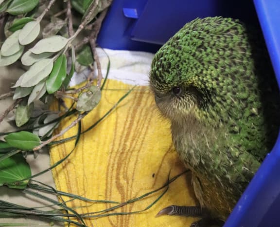 Esperance 2B is one of the kākāpō receiving treatment for aspergillosis, which has been spreading among the population