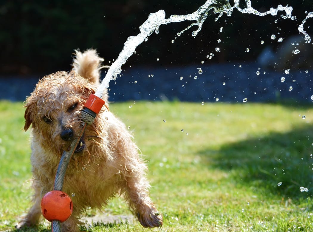 Dog playing with hose on a lawn