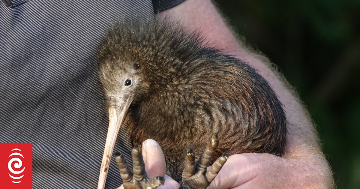 New kiwi hospital to care for NZ's feathered national icon - Vimarsana News
