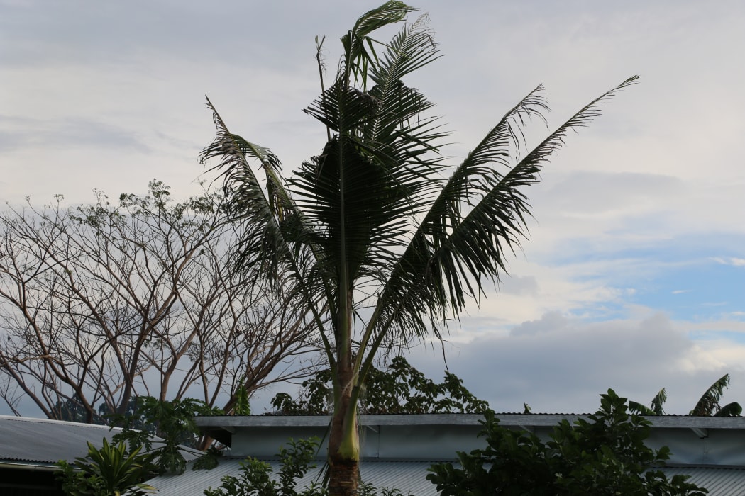 A tree that has been infested by the coconut rhinoceros beetle.
