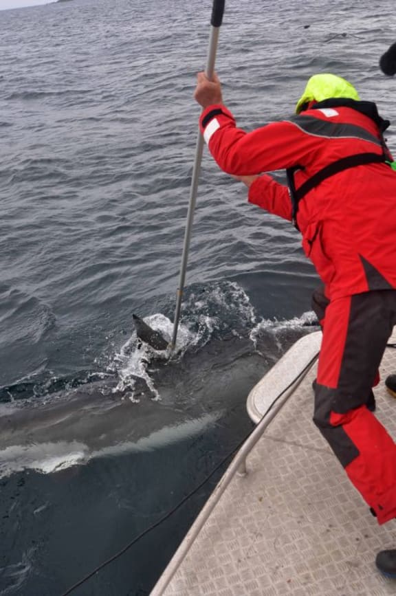 Malcolm Francis tagging a great white shark with an acoustic tag.