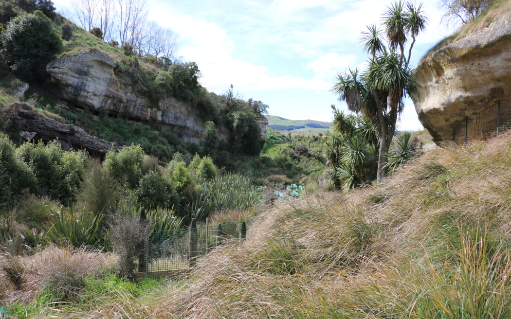 Native plants are thriving in the gully