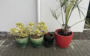 Pot plants recovered in Palmerston North.