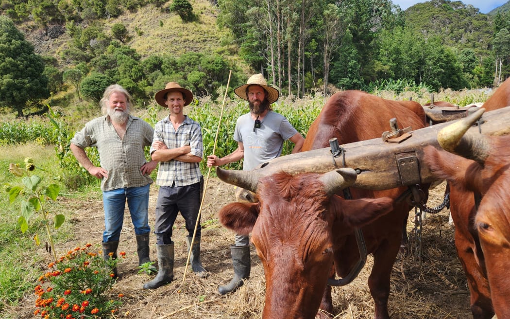 Country Life: Powered by bullocks, a Northland family farms without ...