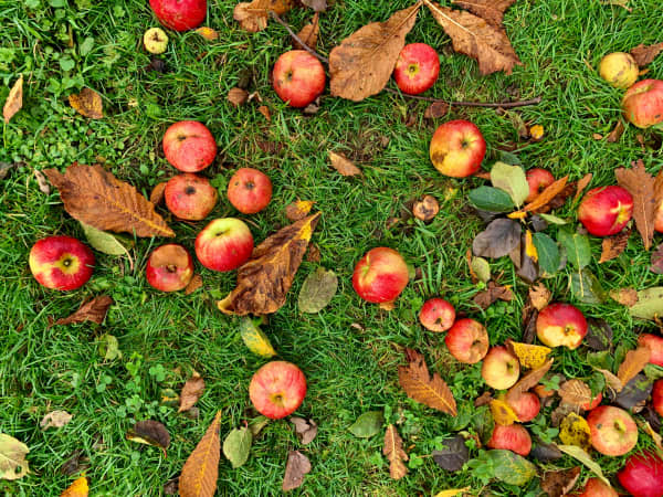 Apples can be mulched with a lawn mower and put directly on to beds or composted.