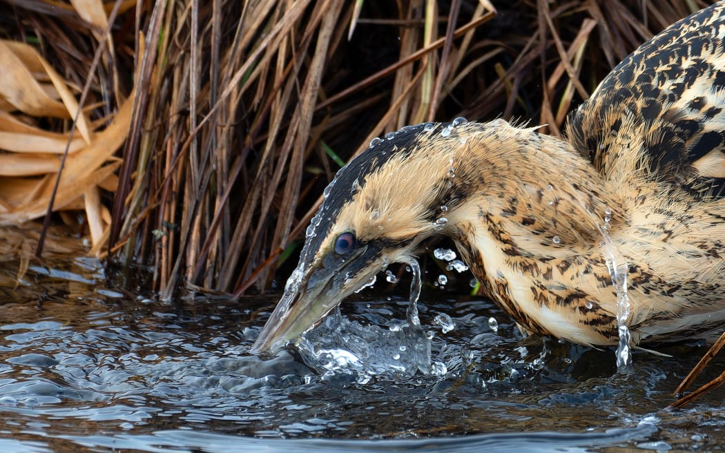 A Eurasian Bittern feeds