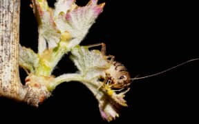 Wine wētā feasting on a grape bud