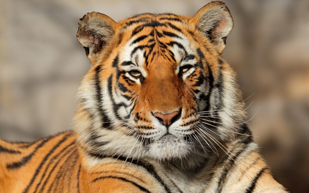 Portrait of a Bengal tiger (Panthera tigris bengalensis)