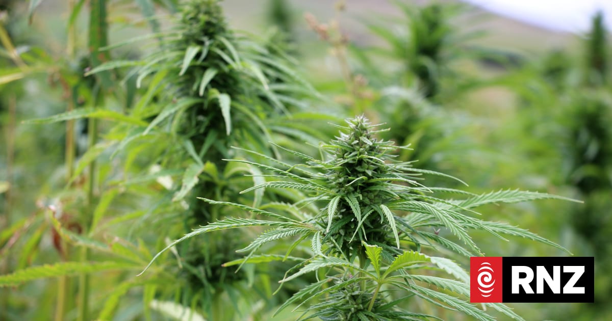 Industrial hemp sector wants more seed in the ground across New Zealand
