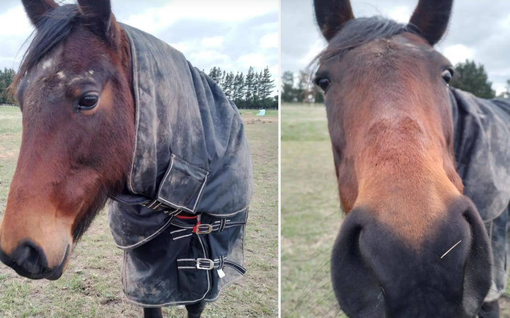 Nutella a 14-year-old SB mare looking for her forever home as a treasured paddock mate.