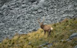 Fiordland wapiti.