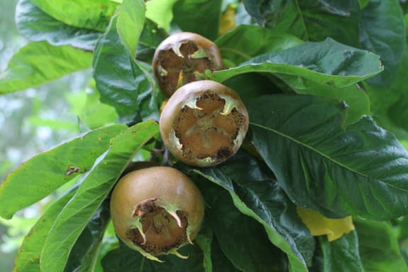 Fruit of the Medlar tree