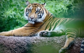Sumatran tiger Zayana at Auckland Zoo.