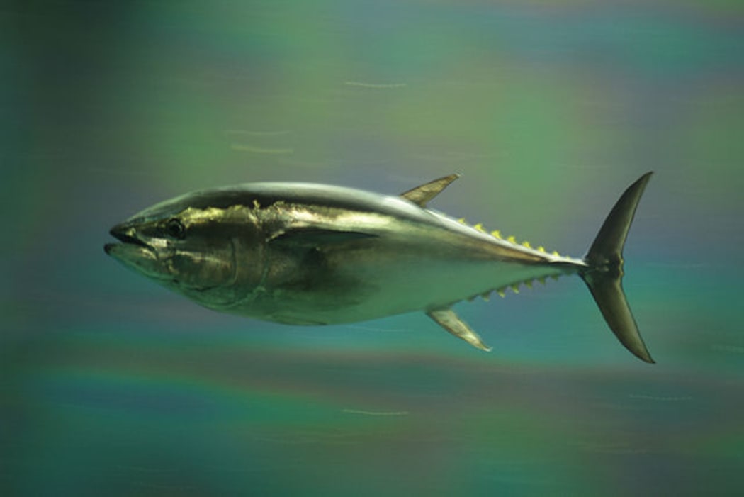 Pacific Bluefin Tuna