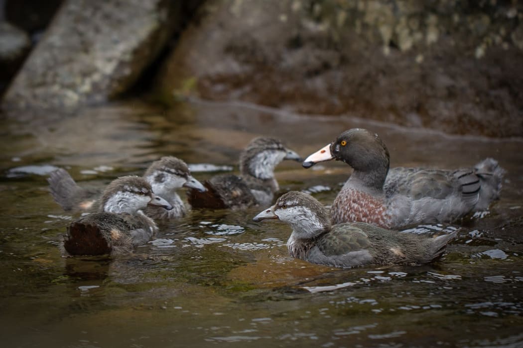 The Eastern Whio Link traps stoats to protect the rare blue duck / whio.