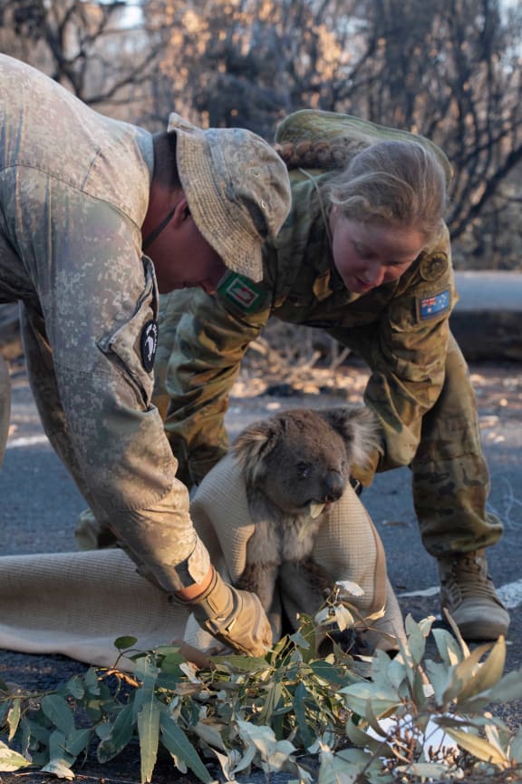 LCPL Schroder and LT Pinheiro help rescue a koala in Findlers Chase National Park.

NZ Army and ADF personnel help rescue misplaced Koala at Kangaroo Island during the Australian Bushfires.