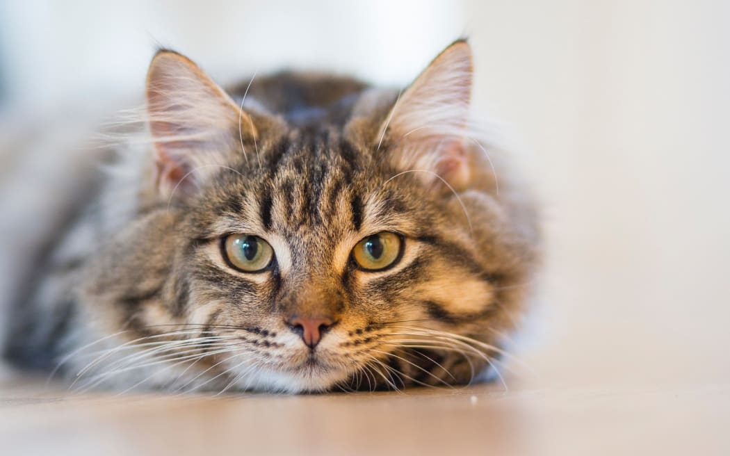 a cat's face