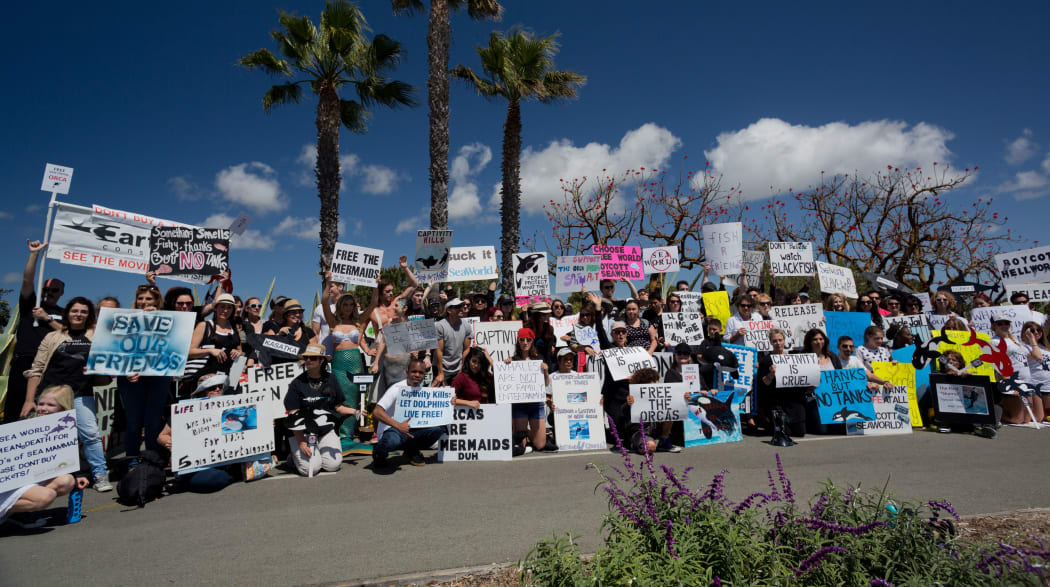 Demonstrators at the Sea World drive protesting against holding Orcas in captivity at Sea World, in March 2014.