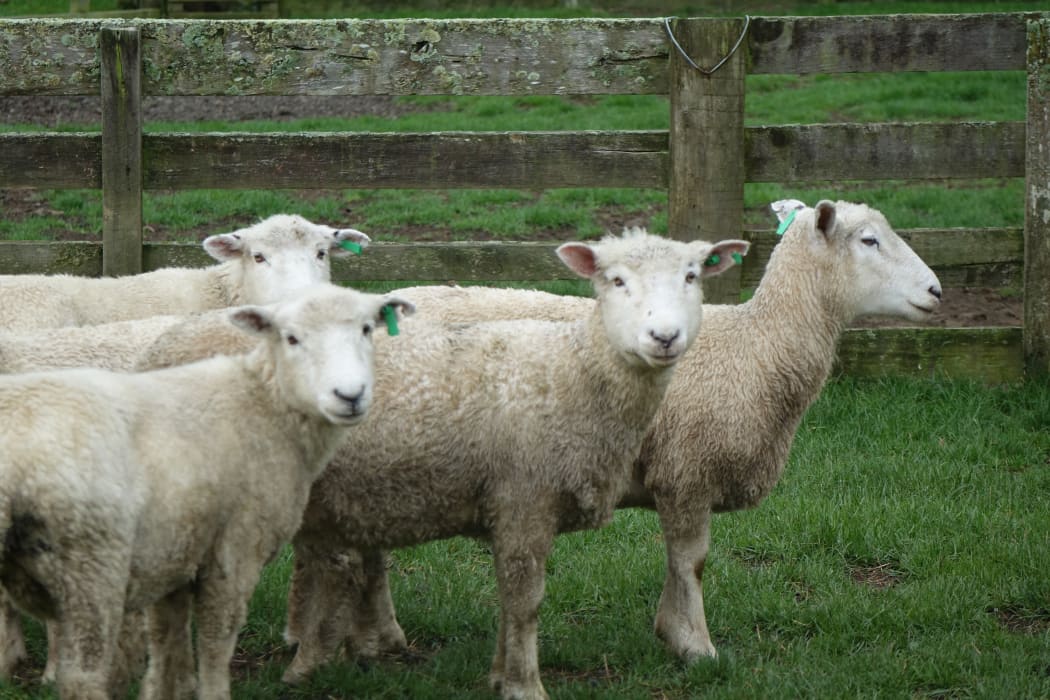 Dog trials sheep wait their call