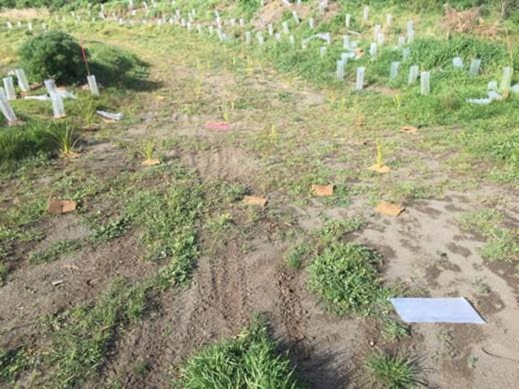Damage to plants on the reserve on the banks of Wairarapa Moana / Lake Wairarapa