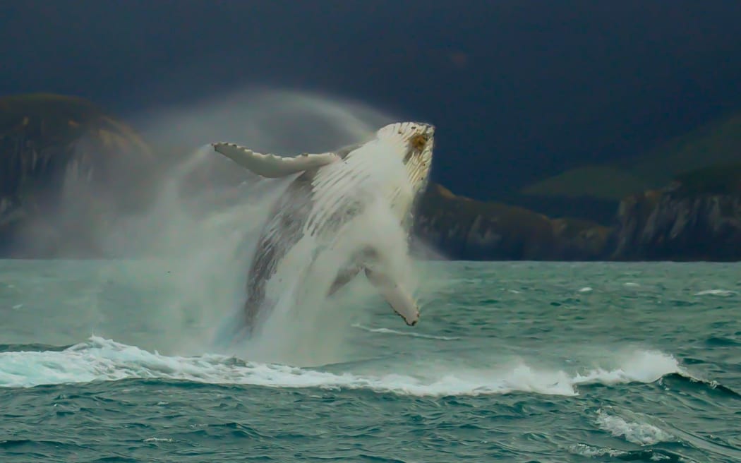 A humpback whale.