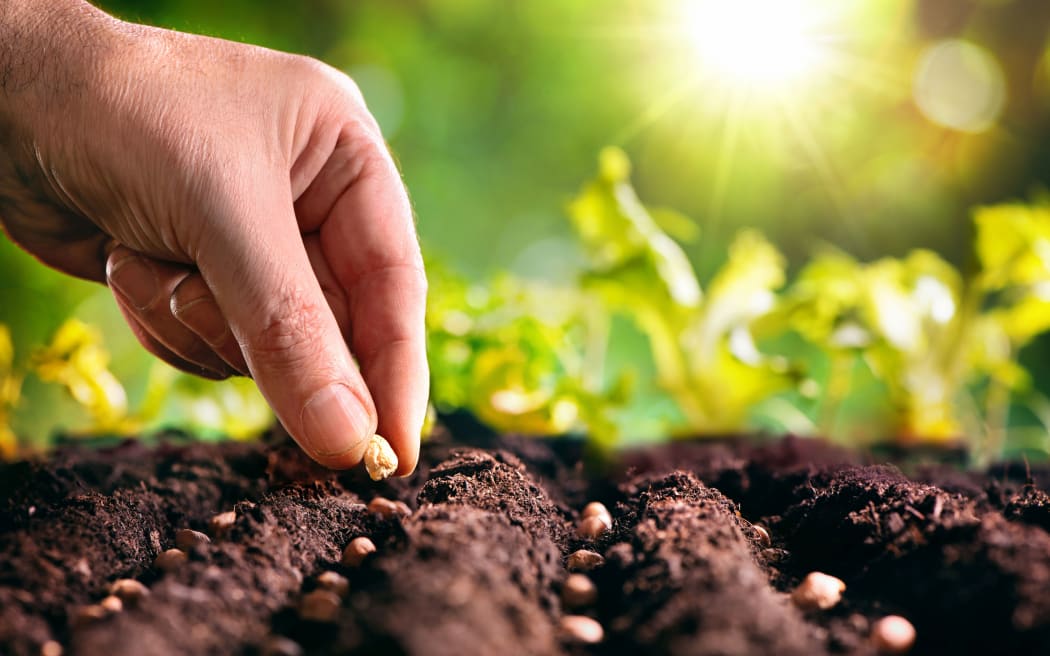 Farmer's hand planting seeds in soil