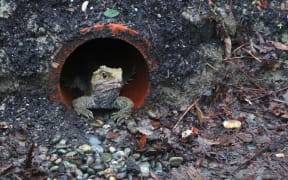 image of a tuatara looking out from its burrow as it settles into its new home in Invercargill