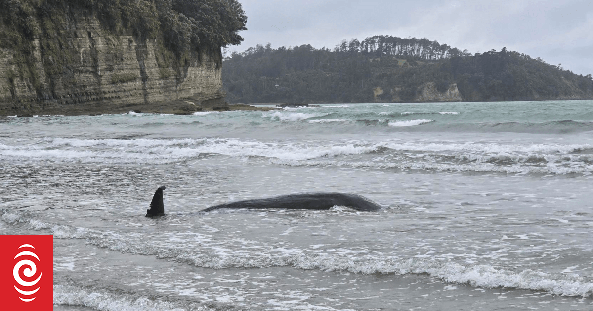 Pygmy sperm whale found dead on Auckland's North Shore