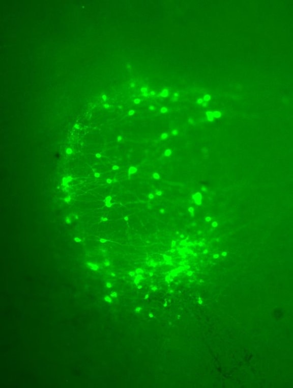 NMB neurons from ventral side of the brainstem