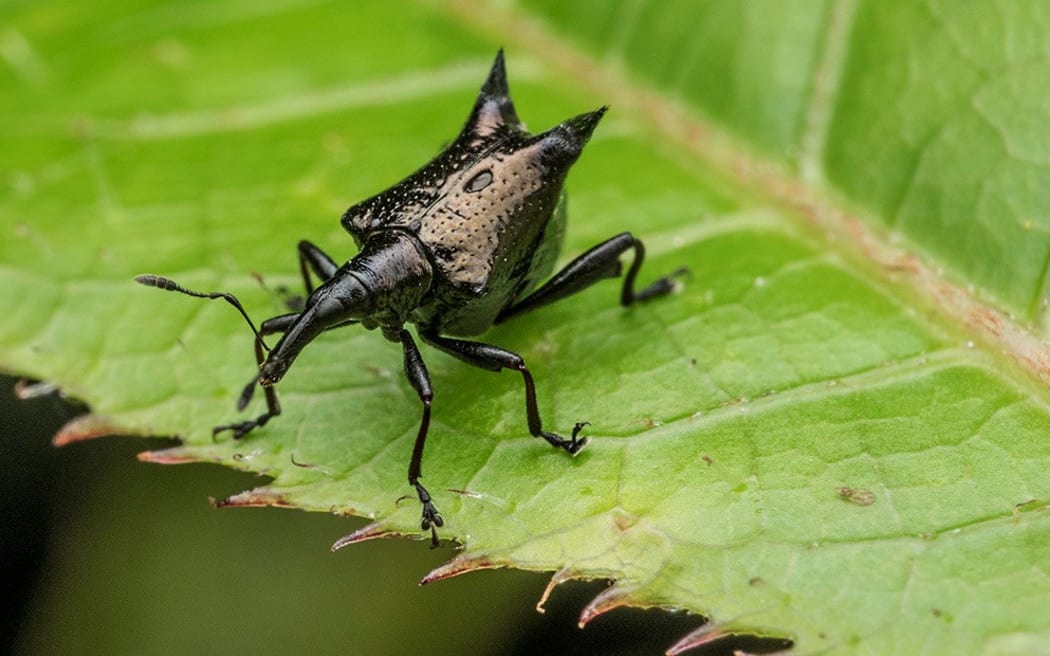 Black spine weevil