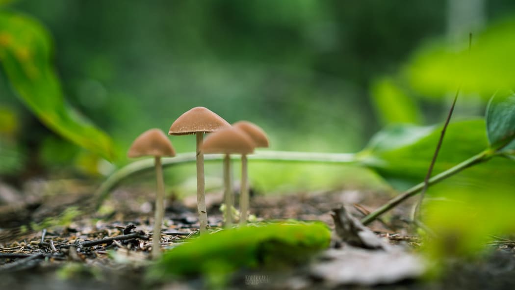 Psilocybin mushrooms, known as magic mushrooms