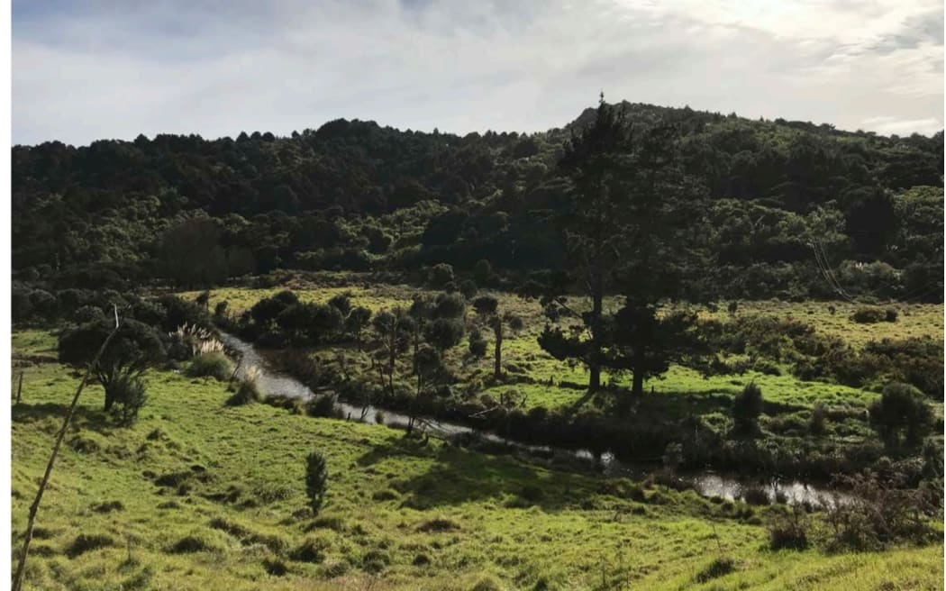 A photograph of a rural land block in Hokianga, surrounded by native bush with a stream running through the middle.