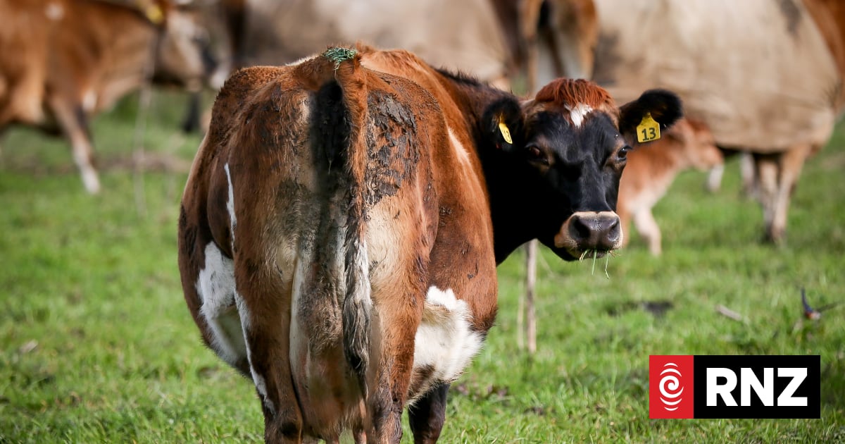 Global dairy prices holding steady, despite increase in seasonal supply