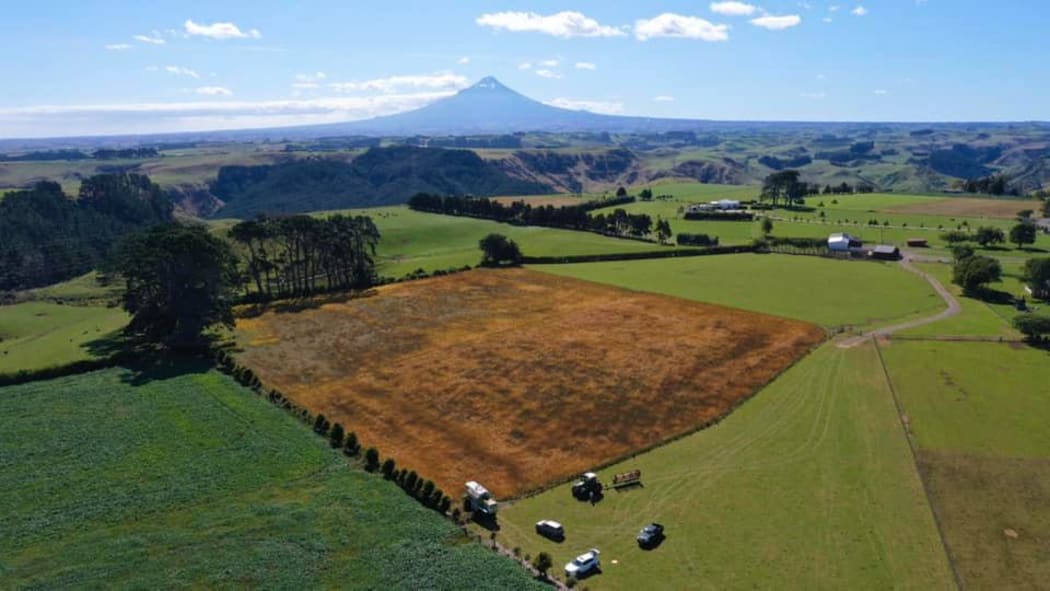 field of quinoa