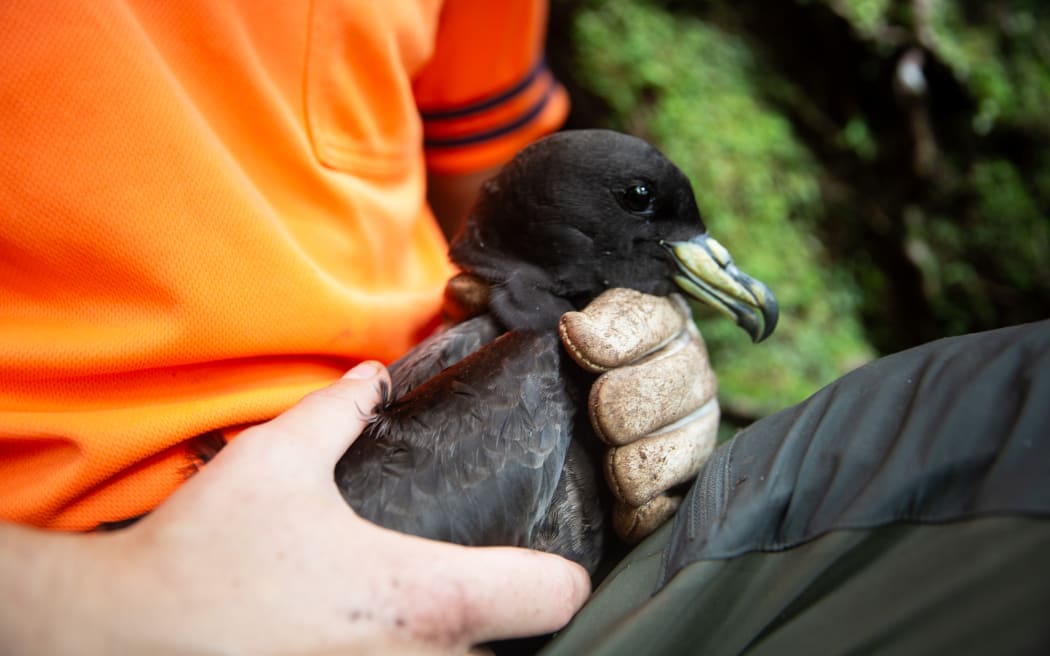 Cam Maclean holds a petrel