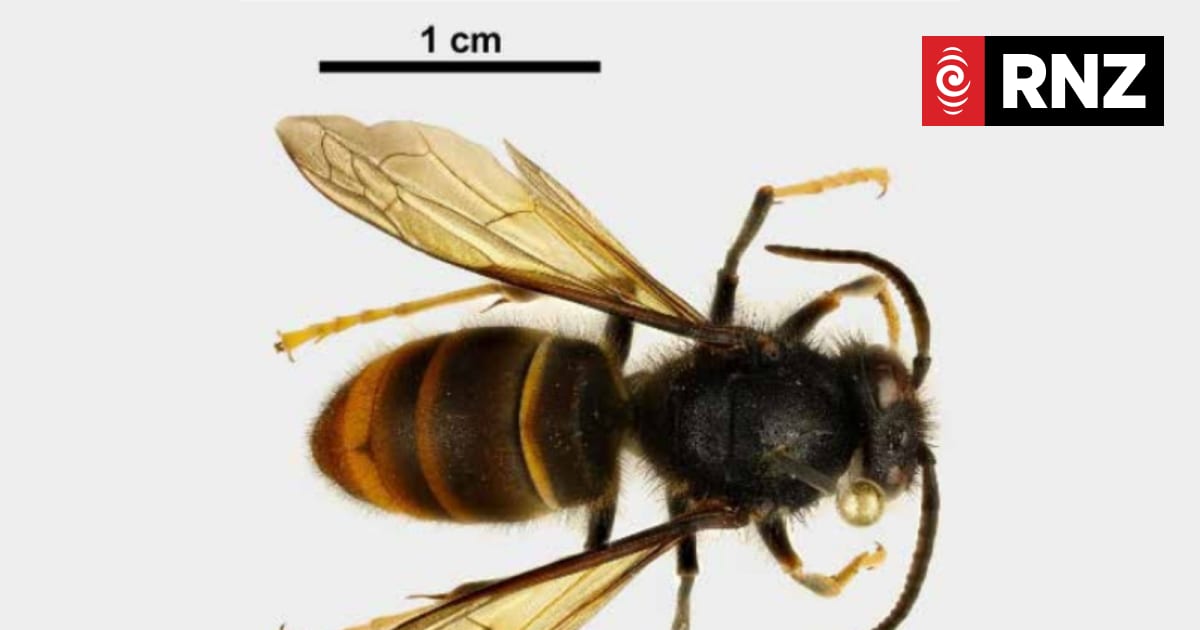 Biosecurity New Zealand escalates response to yellow-legged