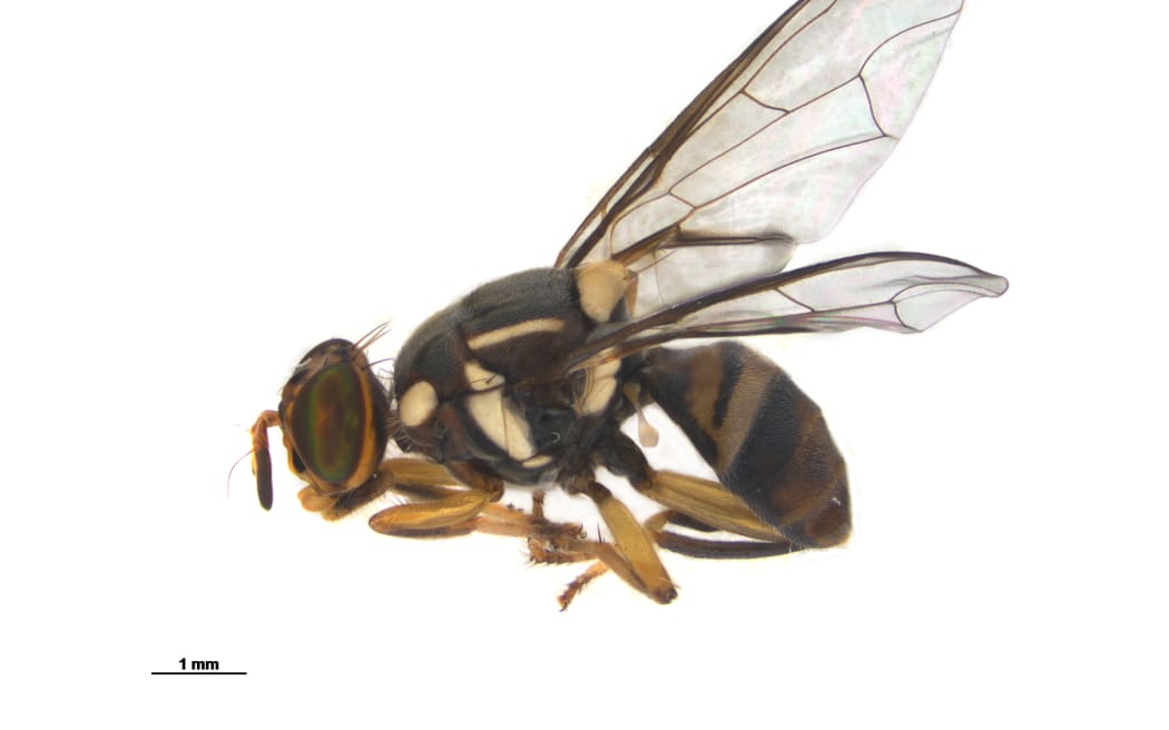 Oriental fruit fly