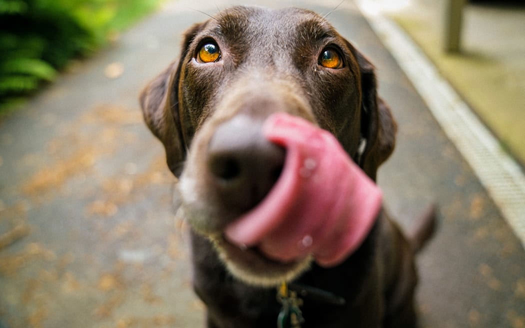 A dog licking its nose