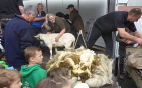 A newly short Suzy stands near her 14.6kg fleece.