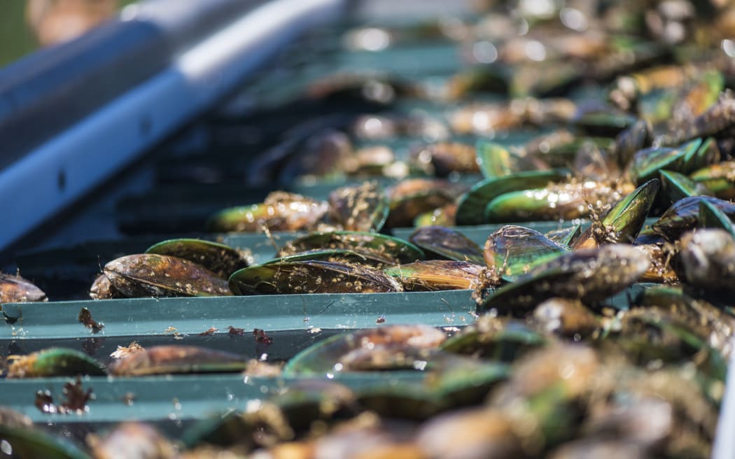 There are currently about 1200 marine farm operations in New Zealand.