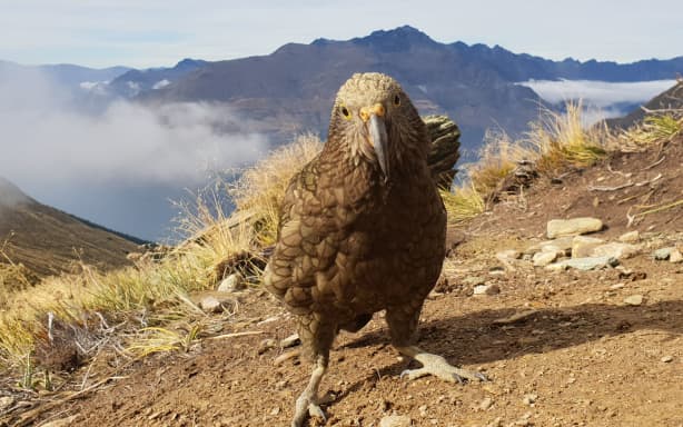 Protection benefits outweigh kea 1080 deaths, DOC says | RNZ