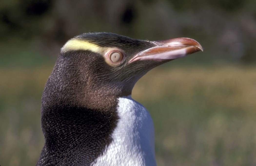 Yeloweyed penguin.

Biosphoto / Michel Gunther