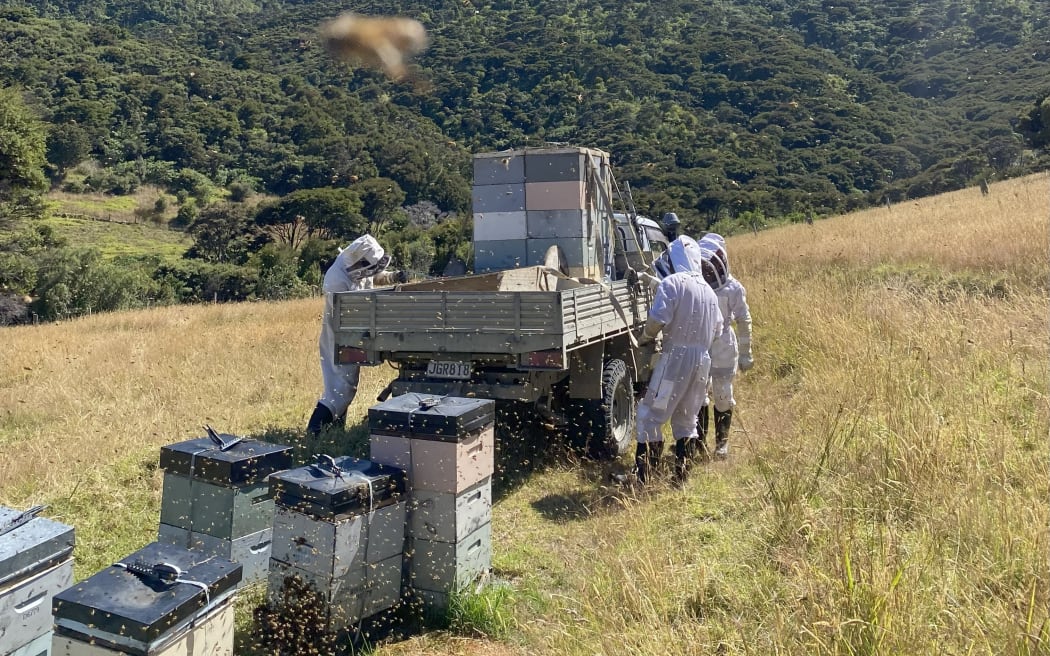 The hives are scattered across farmland, orchards and other areas in parts of the northern Coromandel peninsula