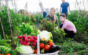 Freshly picked vegetables and greens in wicker basket in garden on background with working adults and children. Successful family gardening concept