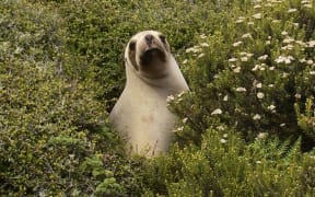 Female sea lion.