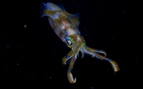 Winning Young Wildlife Photographer of the Year shot