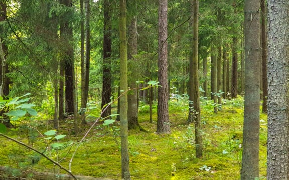 Inside view of the forest during summer with trees, grass and leafs.