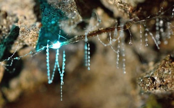 New Zealand glow worm